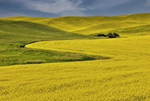 Palouse Prints: USA, Washington State, Palouse. Canola fields