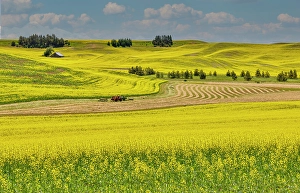 Palouse Prints: USA, Washington State, Palouse. Canola fields