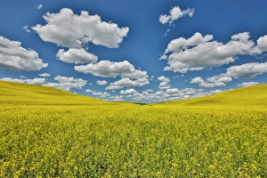 Palouse Prints: USA, Washington State, Palouse. Canola fields