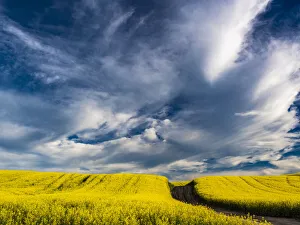 New Images August 2022 Prints: USA, Washington State, Palouse canola fields in yellow with dirt road