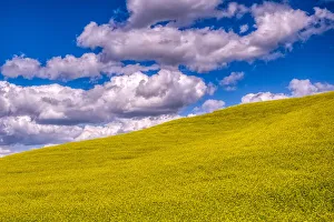 USA, Washington State, Palouse, canola hillside