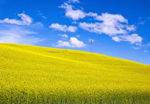 Images Dated 11th June 2021: USA, Washington State, Palouse, canola hillside