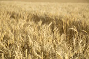 Harvest Prints: USA, Washington State, Palouse. Close-up of wheat