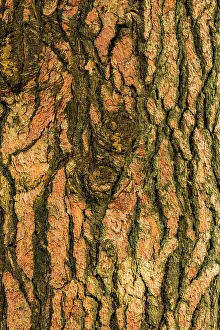 Images Dated 5th March 2023: USA, Washington State, Palouse, Colfax. Pine tree bark