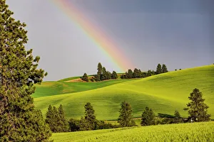 Multicolor Prints: USA, Washington State, Palouse, Colfax. Green fields of wheat. Pine trees. Rainbow