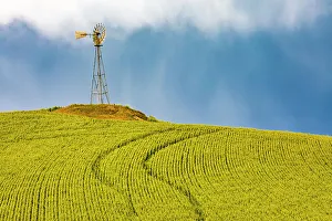Windmill Prints: USA, Washington State, Palouse, Colfax. Green fields of wheat windmills. Weather Vane