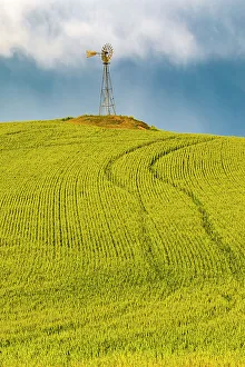 Windmill Prints: USA, Washington State, Palouse, Colfax. Green fields of wheat windmills. Weather Vane