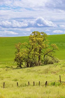 Wheat Prints: USA, Washington State, Palouse, Colfax. Oak trees, fences and wheat fields