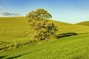Lone Tree Prints: USA, Washington State, Palouse, Colfax. Tree in green field with shadows