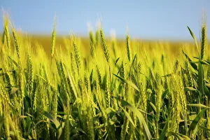 Wheat Prints: USA, Washington State, Palouse, Colfax. Green wheat