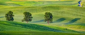 New Images August 2022 Prints: USA, Washington State, Palouse with three cottonwoods in field of green Winter Wheat
