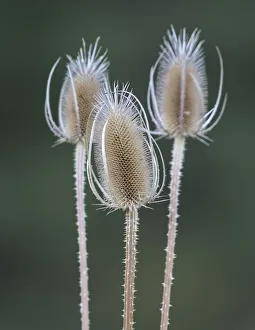 Images Dated 11th August 2015: USA, Washington State, Palouse. Dried teasels