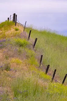 USA, Washington State, Palouse fence line near Winona with vetch and grasses