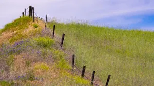 Images Dated 12th July 2022: USA, Washington State, Palouse fence line near Winona with vetch and grasses