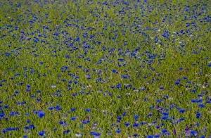 New Images August 2022 Prints: USA, Washington State, Palouse and field of blue bachelor buttons flowering