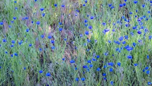 Images Dated 12th July 2022: USA, Washington State, Palouse and field of blue bachelor buttons flowering