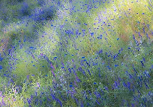 Images Dated 23rd June 2020: USA, Washington State, Palouse and field of blue bachelor buttons flowering