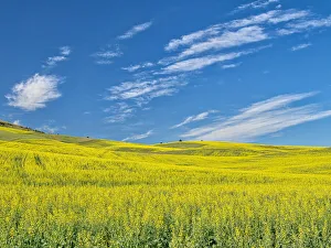 Canola Prints: USA, Washington State, Palouse. Field of canola in full bloom