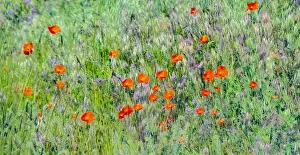 New Images August 2022 Prints: USA, Washington State, Palouse and field of red poppies