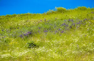 New Images August 2022 Prints: USA, Washington State, Palouse grass fields that were not being farmed