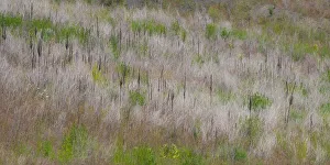 Images Dated 12th July 2022: USA, Washington State, Palouse grass fields that were not being farmed