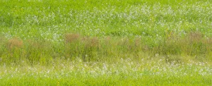 Images Dated 12th July 2022: USA, Washington State, Palouse grass fields that were not being farmed