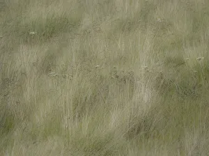 New Images August 2022 Prints: USA, Washington State, Palouse grasses soft focused near Colfax