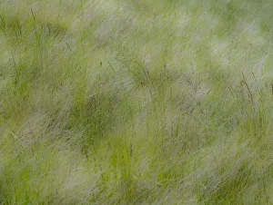 Images Dated 12th July 2022: USA, Washington State, Palouse grasses soft focused near Colfax