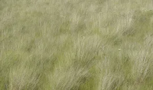 USA, Washington State, Palouse grasses soft focused near Colfax