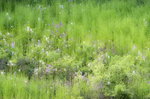 New Images August 2022 Prints: USA, Washington State, Palouse and hillside with green grass and Dollar Plant