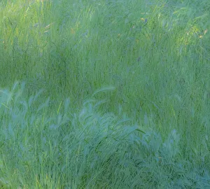 New Images August 2022 Prints: USA, Washington State, Palouse with hillside planted in grass