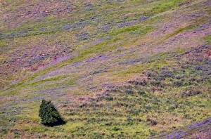 New Images August 2022 Prints: USA, Washington State, Palouse with hillside of vetch