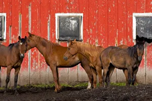 Images Dated 3rd June 2010: USA, Washington State, Palouse. Horses next to red barn