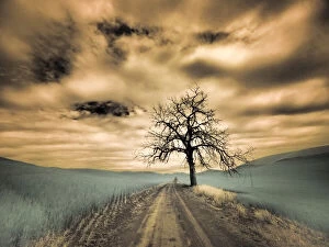 What's New: USA, Washington State, Palouse. Infrared of lone tree along side country road