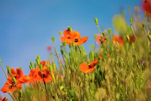 Multicolor Prints: USA, Washington State, Palouse. Orange poppy plant