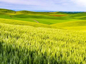 New Images August 2022 Prints: USA, Washington State, Palouse overview of wheat fields from above