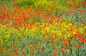 Images Dated 17th March 2022: USA, Washington State, Palouse red poppies and yellow canola