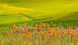 Images Dated 12th July 2022: USA, Washington State, Palouse red poppies and yellow canola with landscape of wheat fields