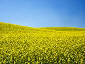 Images Dated 9th June 2015: USA, Washington State, Palouse Region. Spring Canola field
