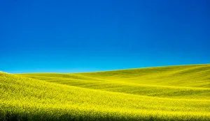 Images Dated 9th June 2015: USA, Washington State, Palouse Region. Spring Canola field