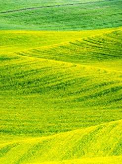 Images Dated 15th June 2016: USA, Washington State, Palouse Region. Patterns in Spring Canola field