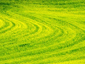 Images Dated 15th June 2016: USA, Washington State, Palouse Region. Patterns in Spring Canola field