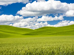 Images Dated 15th June 2016: USA, Washington State, Palouse Region. Spring wheat field with Puffy clouds