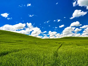 Images Dated 15th June 2016: USA, Washington State, Palouse Region. Patterns in Spring wheat fields