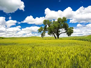 Images Dated 15th June 2016: USA, Washington State, Palouse Region. Lone old oak tree in wheat field