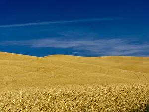 Images Dated 29th July 2015: USA, Washington State, Palouse Region. Fields during harvest