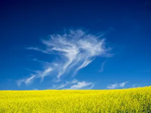 Images Dated 11th June 2015: USA, Washington State, Palouse Region. Spring Canola field