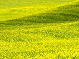Images Dated 15th June 2016: USA, Washington State, Palouse Region. Patterns in Spring Canola field