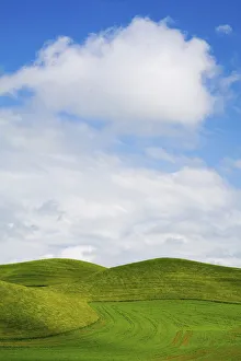 Full Prints: USA, Washington State, Palouse Region, Patterns in the fields of fresh green Spring wheat