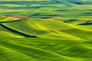 Images Dated 5th July 2021: USA, Washington State, Palouse Region, Patterns in the fields of fresh green Spring wheat